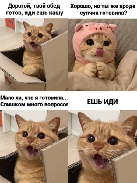 Котики разговаривают