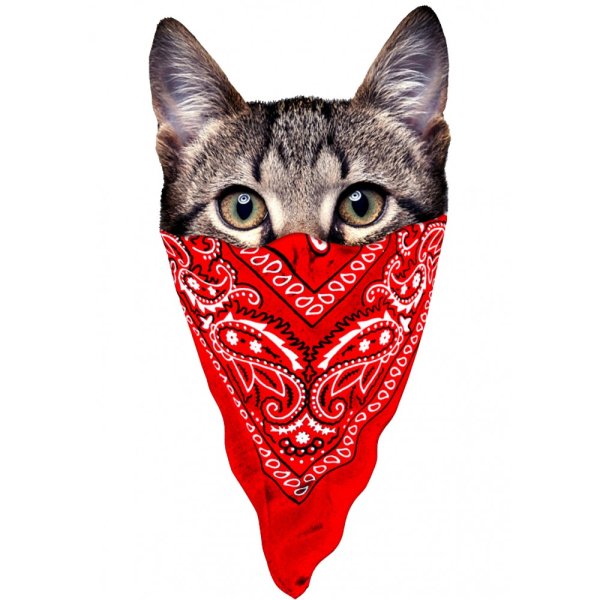 Кот в бандане на аву