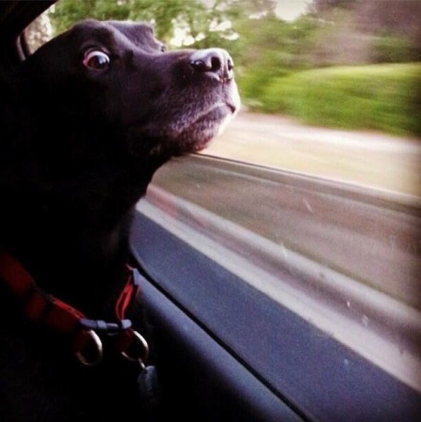 Собака испугалась