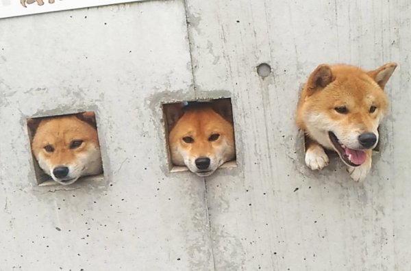 3 Сиба ину