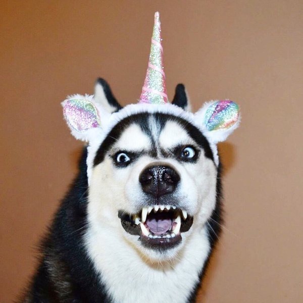 Недовольный хаски