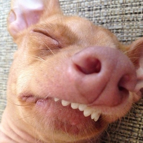 Смешные морды собак