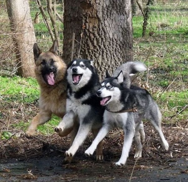 Собаки приколы с надписями