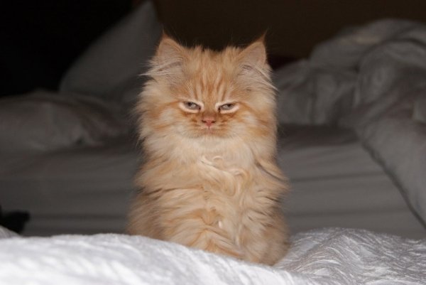 Котенок проснулся