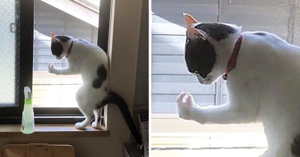 Кот матерится Мем