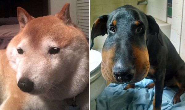 Животные покусанные пчелами