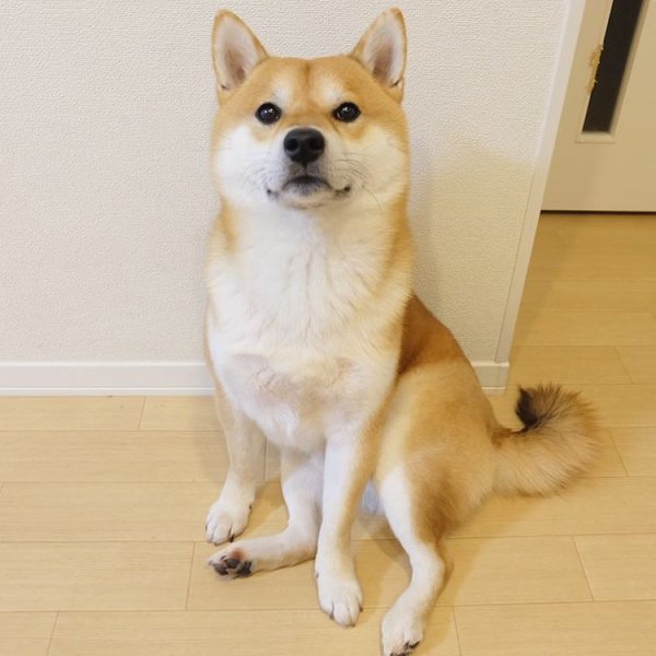 Сиба ину мини