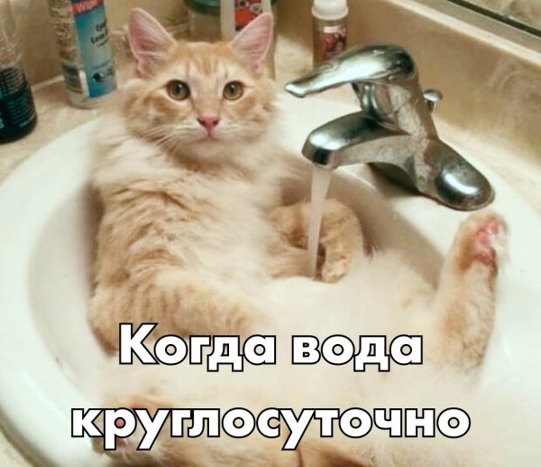 Коты в раковине