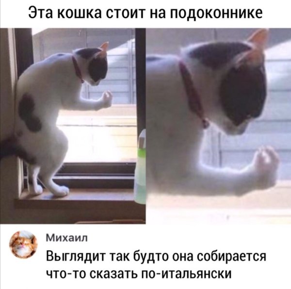 Итальянский котик Мем