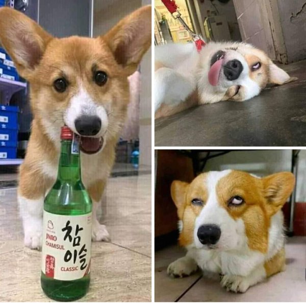 Корги мемы