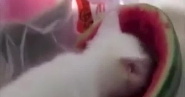 Кот ест Арбуз Мем