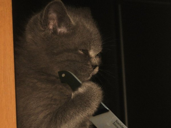 Угрожающий кот