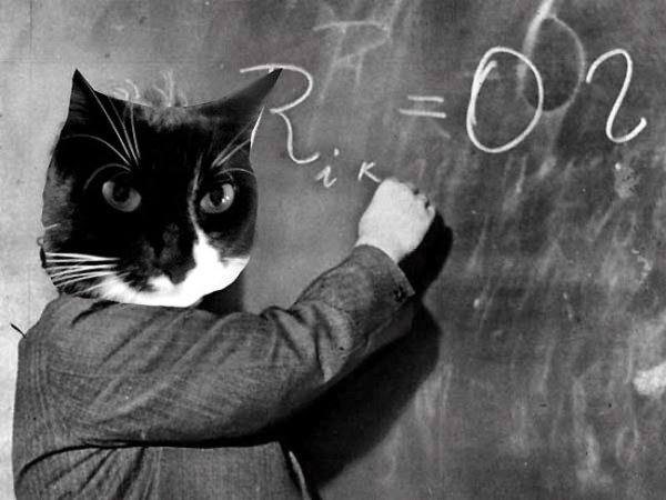 Химический котик