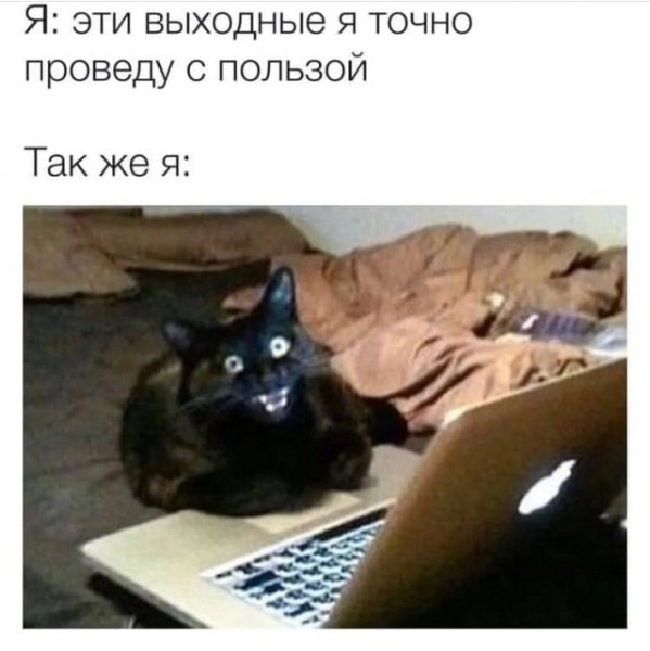 Кот за компьютером
