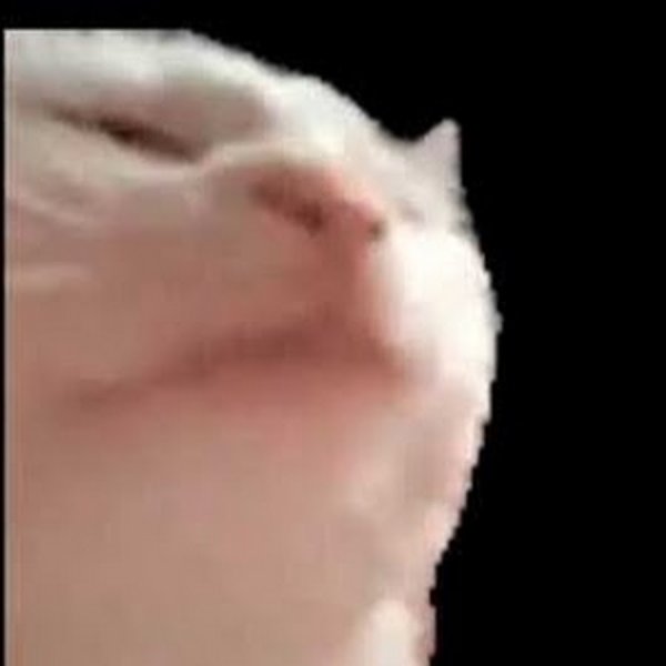 Кот трясет головой гиф