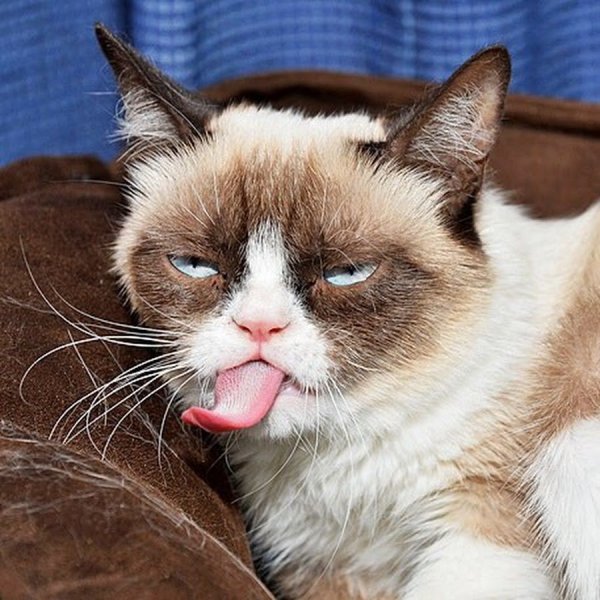 Угрюмый кот