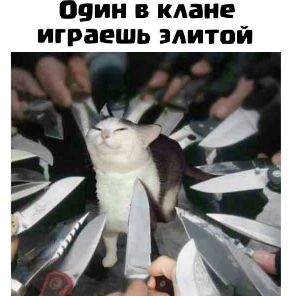 Кот окруженный ножами