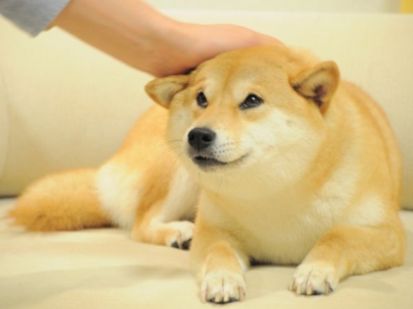 Сиба ину доги Мем