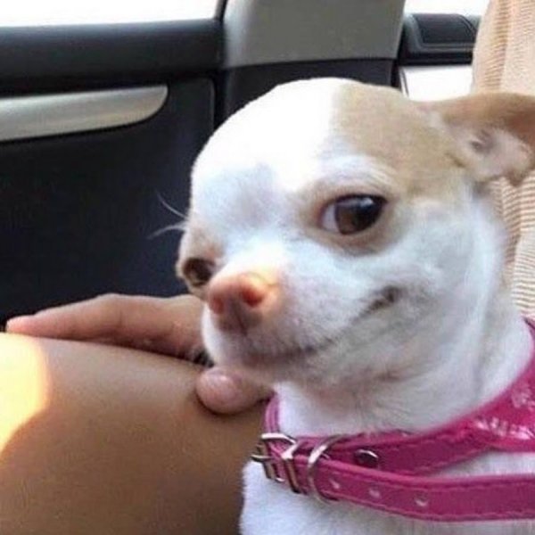 Смешные чихуахуа