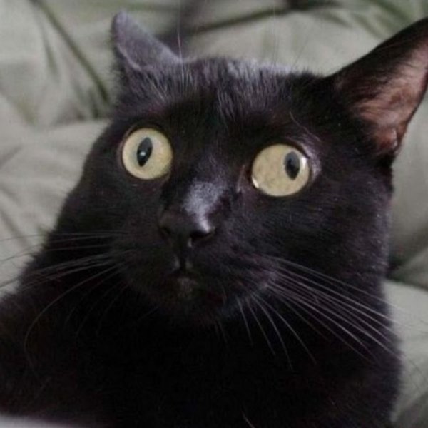 Кошка с косыми глазами