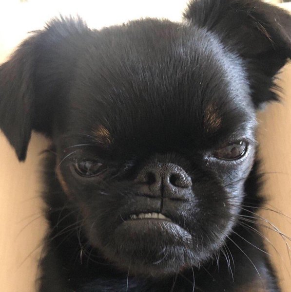 Бельгийский гриффон