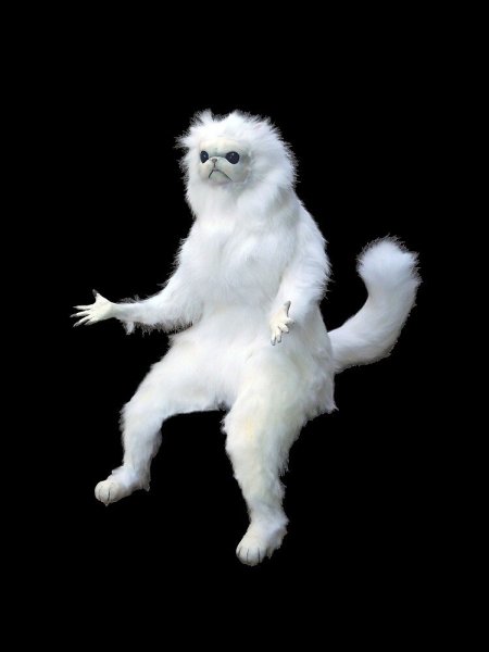 Чучело белого кота