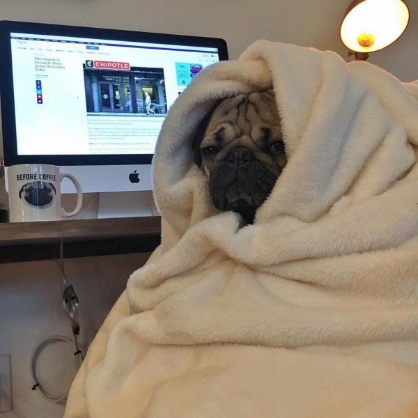 Мопс в одеяле