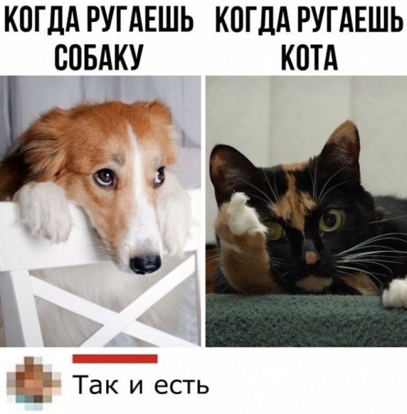 Мемы про собак и кошек