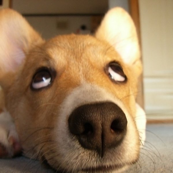 Хитрый взгляд собаки