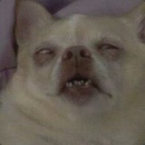 Собака с закатанными глазами