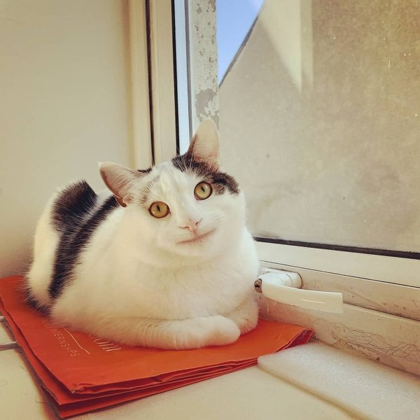 Полайт Кэт Олли