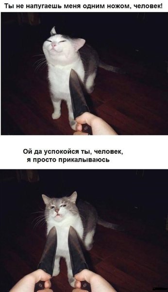 Кот Мем