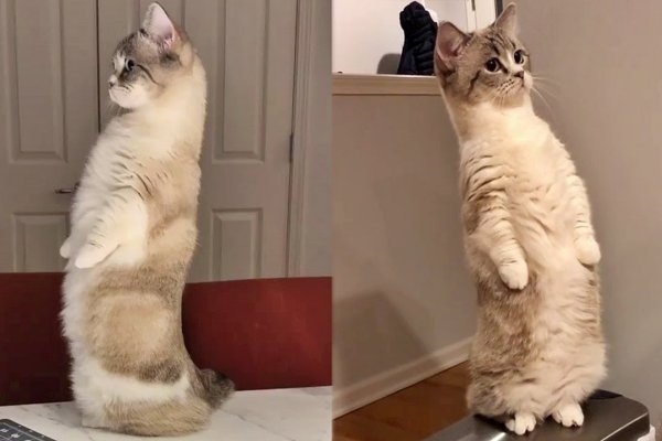 Манчкин кошка на задних лапах