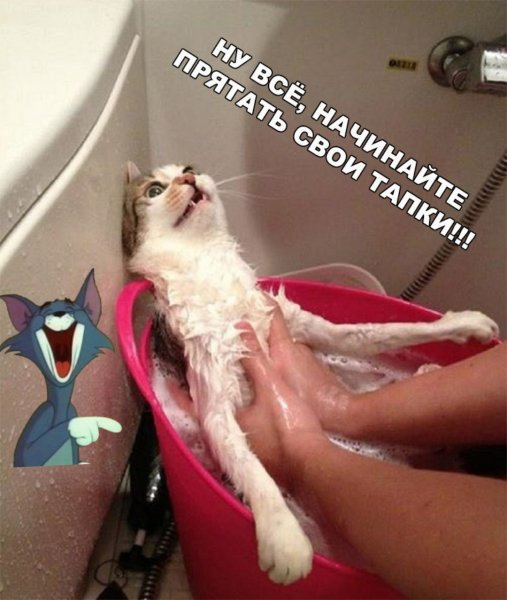 Котик в ванной