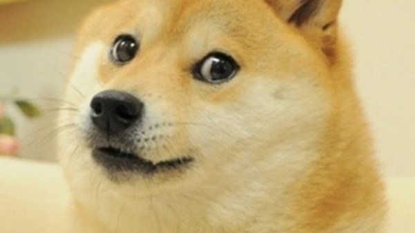 Грустный Doge