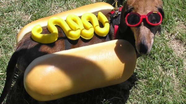 Такса хот дог