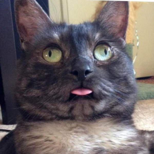 Кот с гламаи в разные стороны