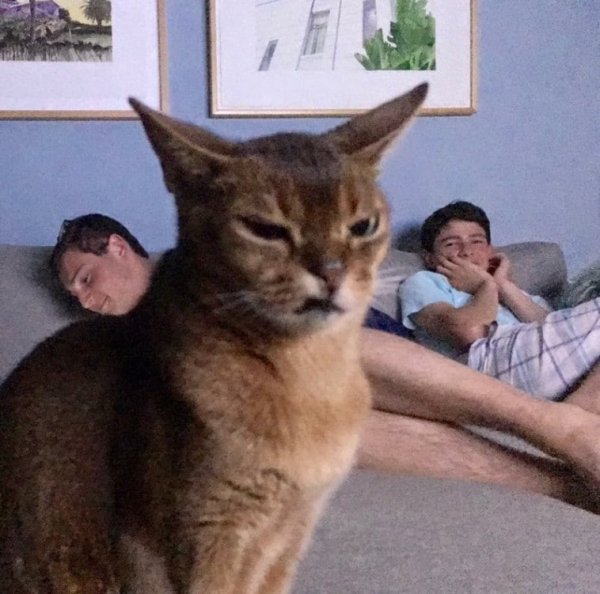 Кот осуждает