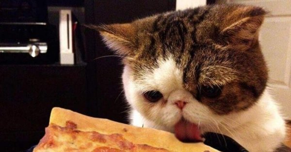 Котик с едой