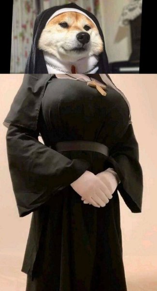 Собака монашка