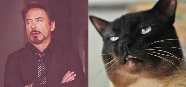 Коты Роберта Дауни младшего