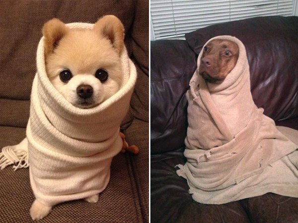 Маленькая собачка в одеяле