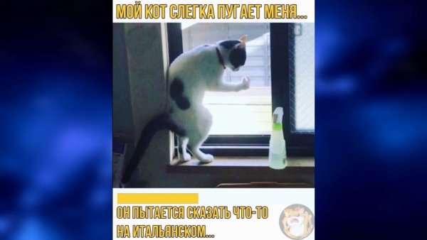 Кот пытается сказать