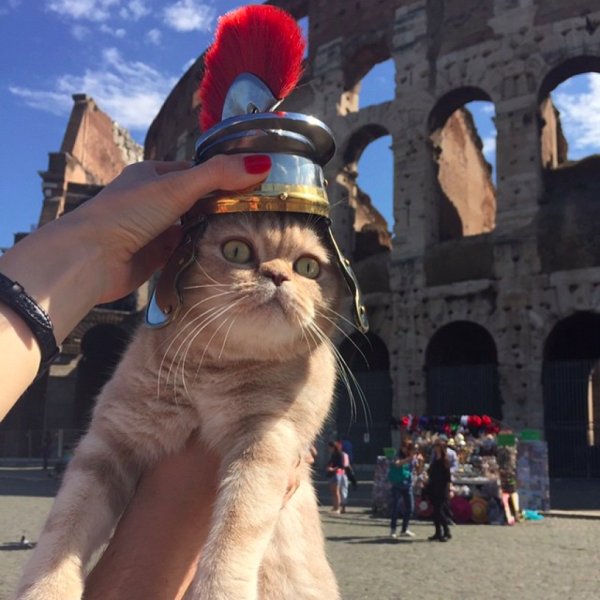 Кот итальянец