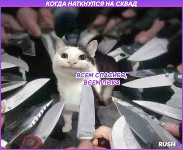 Кот на которого наставили нож