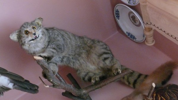 Чучело кота