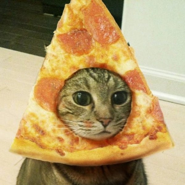 Коты и пицца