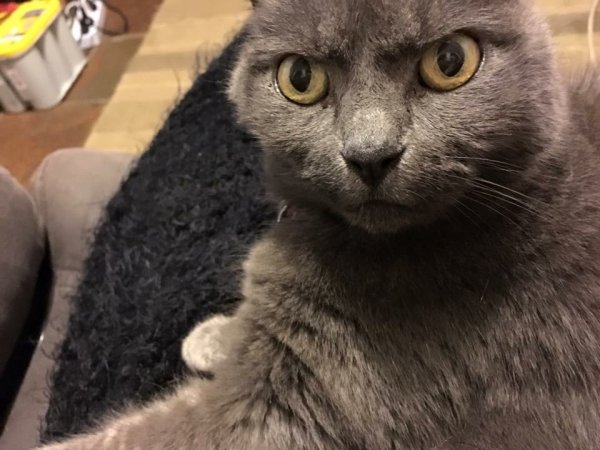 Глупый взгляд кота