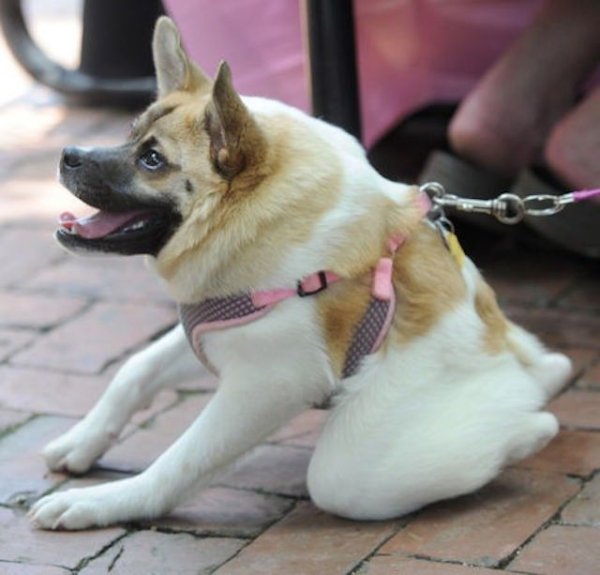 Короткая овчарка