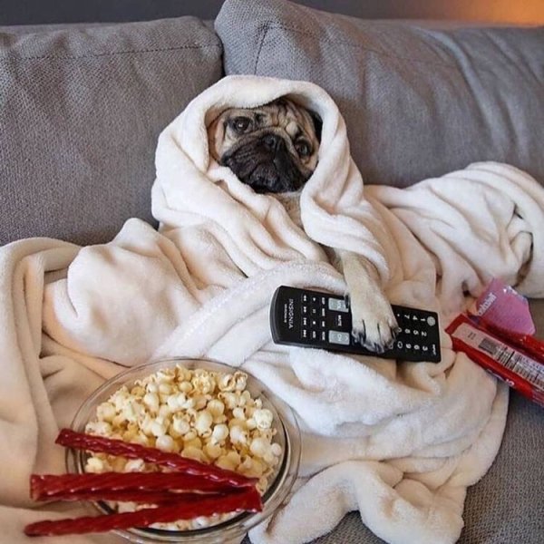 Мопсик с едой